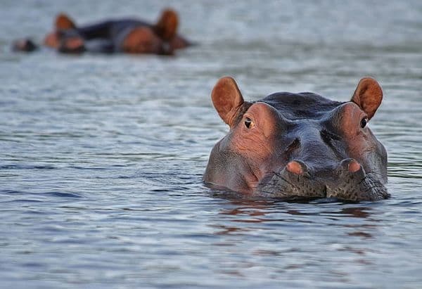 Hippos in golden water